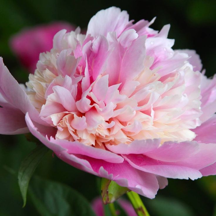 Peony 'Whopper'